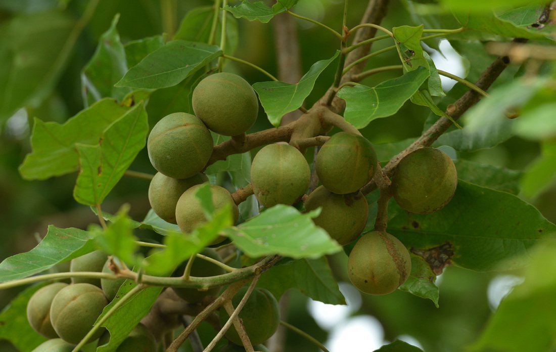 Kukui Nut Oil Benefits